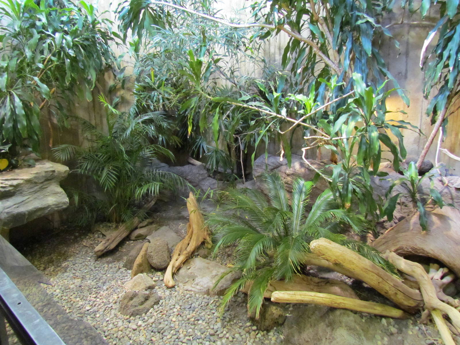 Day Exhibit - Rhinoceros Iguana Exhibit