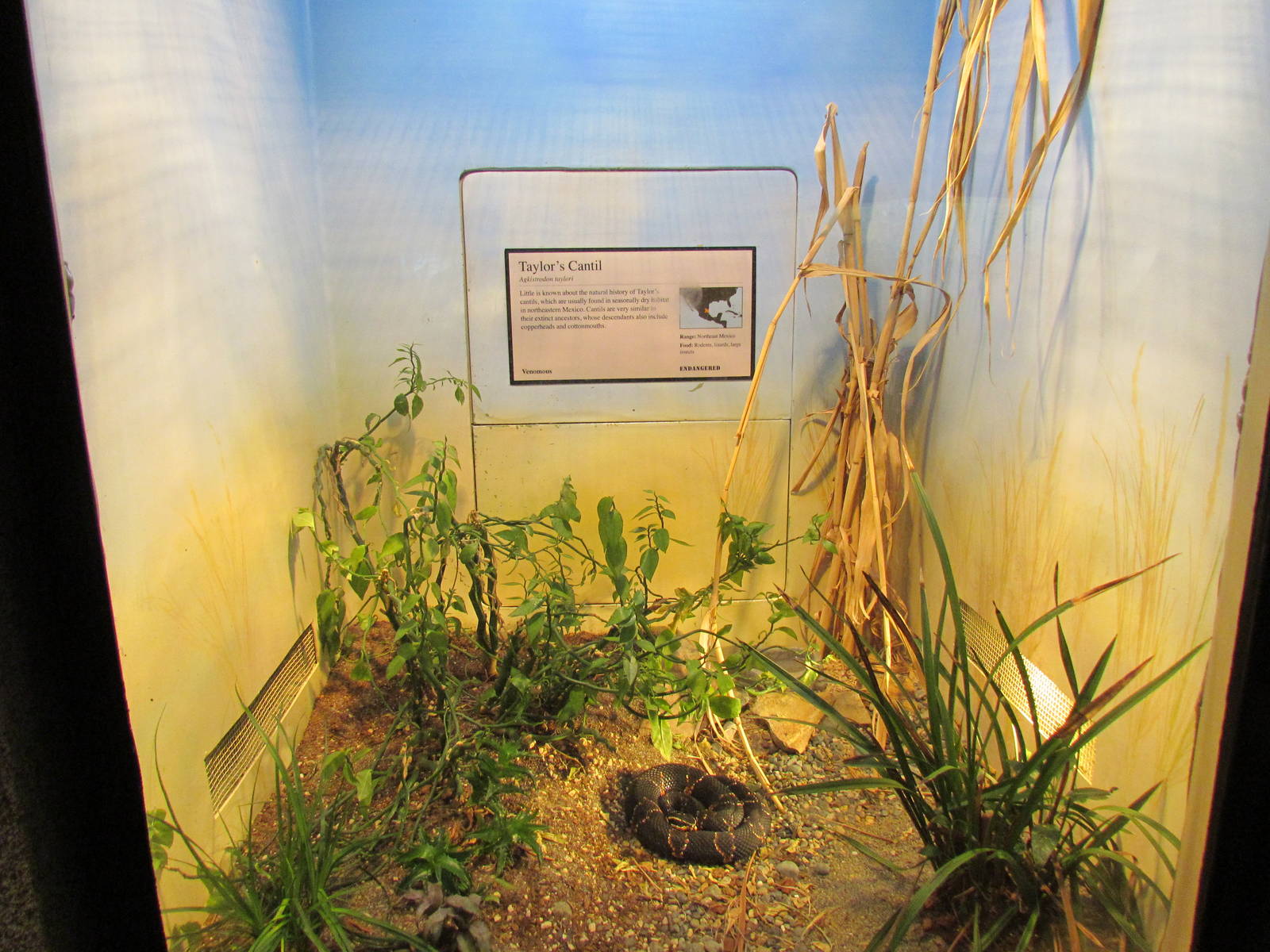 Day Exhibit - Taylor's Cantil Exhibit