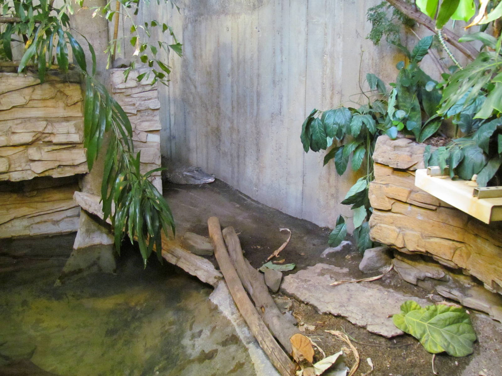 Day Exhibit - West African Dwarf Crocodile Exhibit