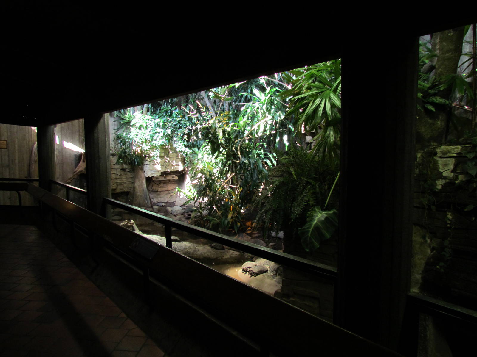 Day Exhibit - Yellow-spotted River Turtle Exhibit