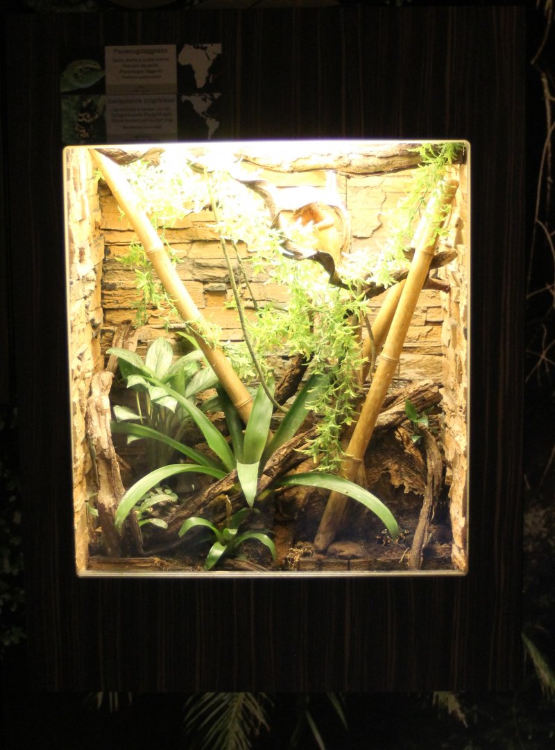 Day gecko - Dart frog enclosure