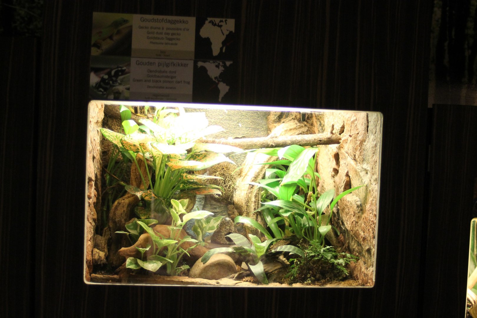 Day gecko - Dart frog enclosure