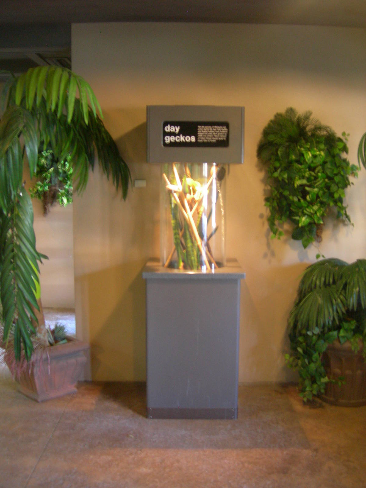 Day Gecko exhibit in Madagascar lemur building