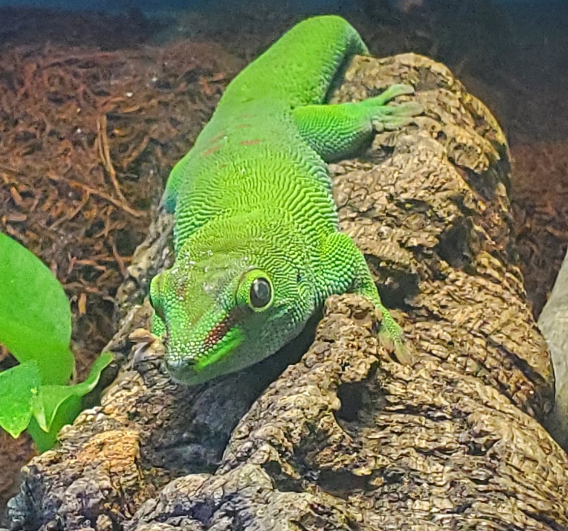Day Gecko ID - FL Aquarium