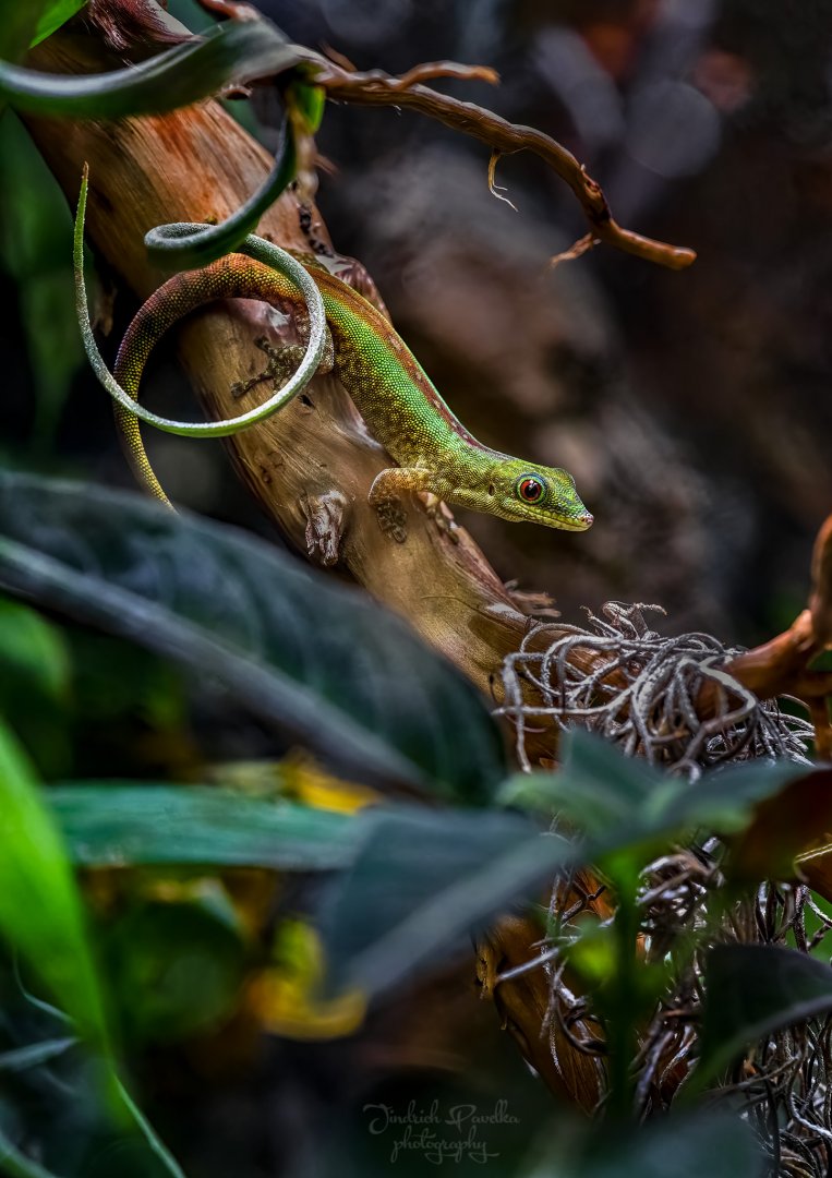 Day gecko ID - Zoo Wroclaw