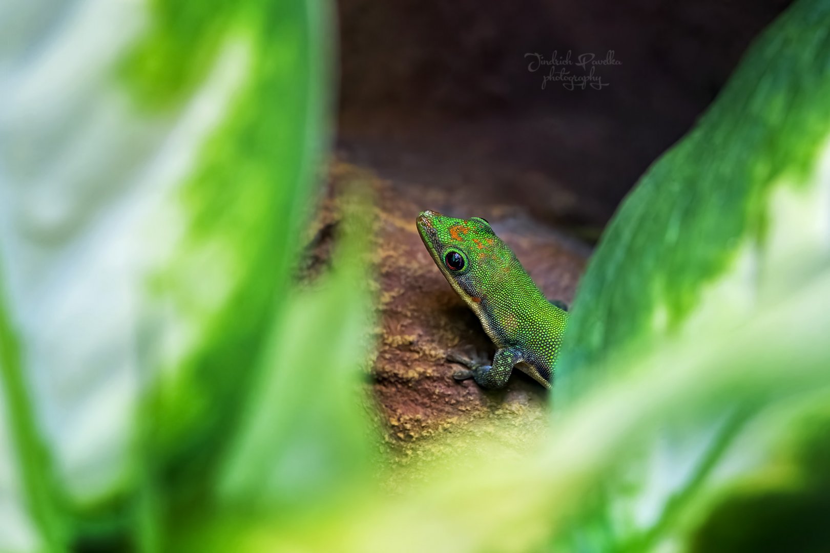 Day gecko ID - Zoo Wroclaw