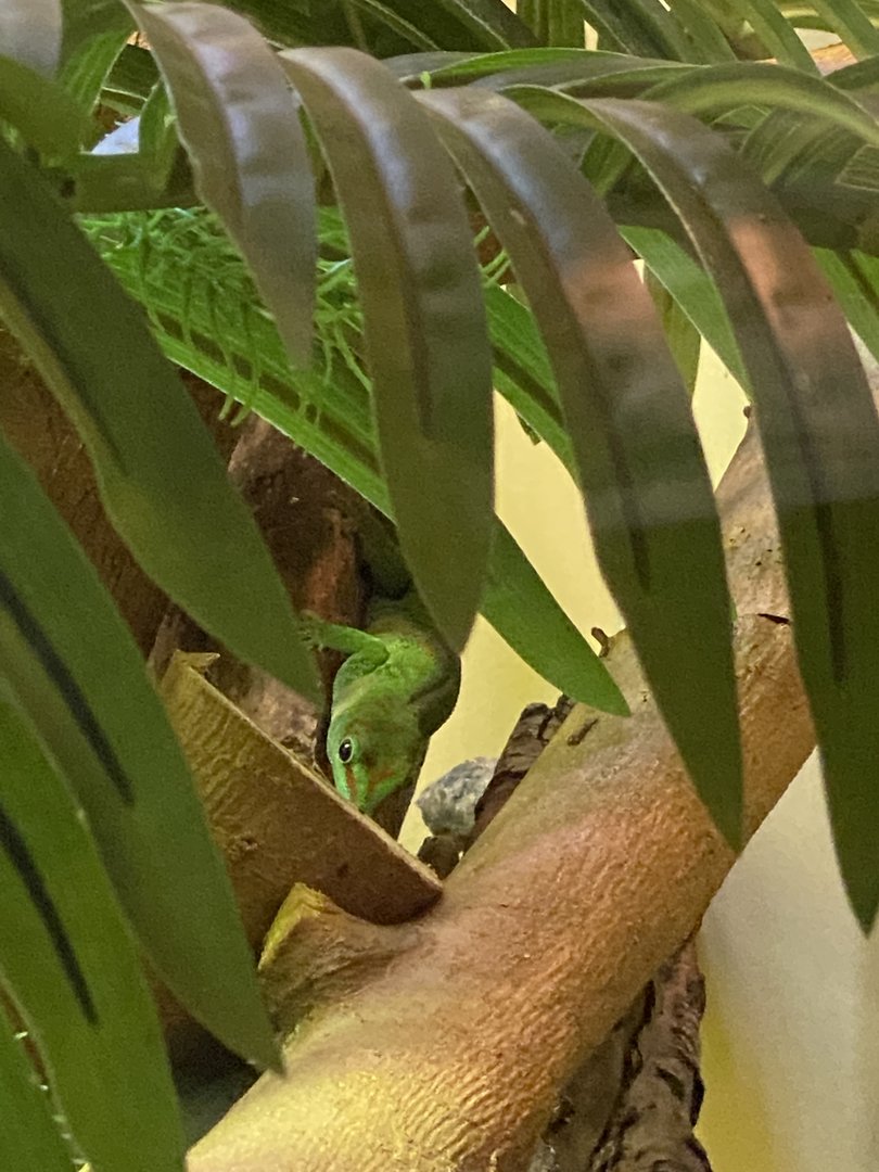 Day gecko ID?