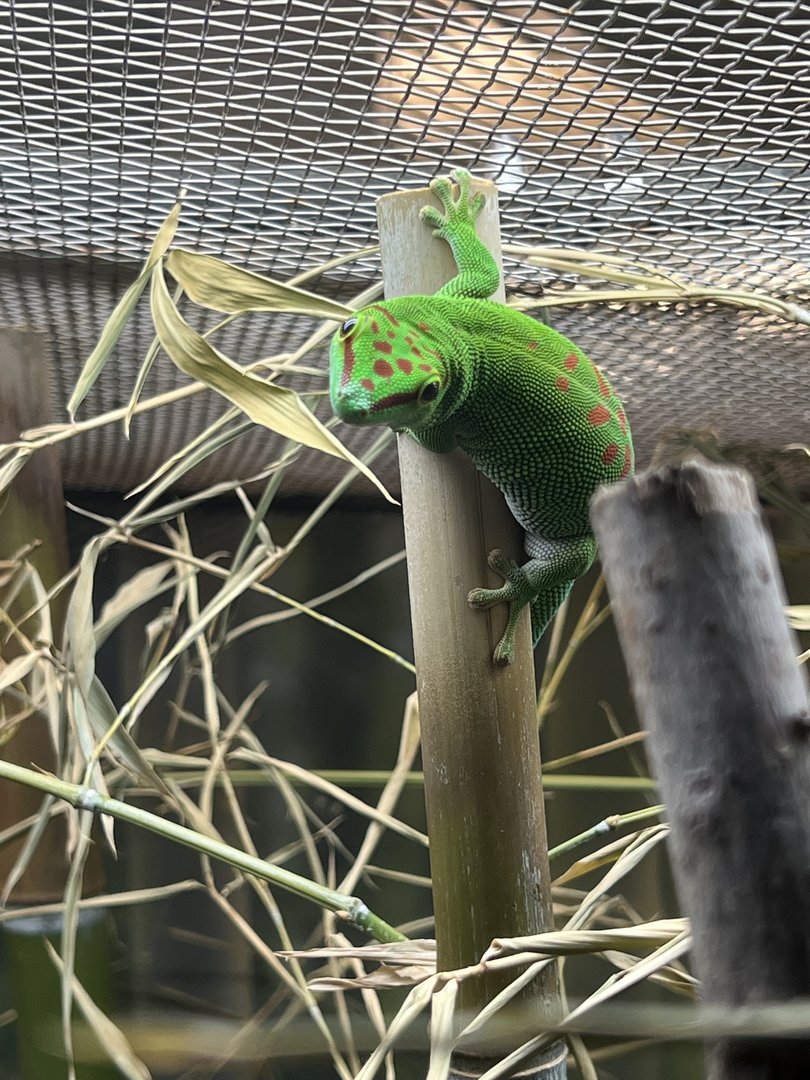 Day Gecko (Phelsuma madagascariensis)