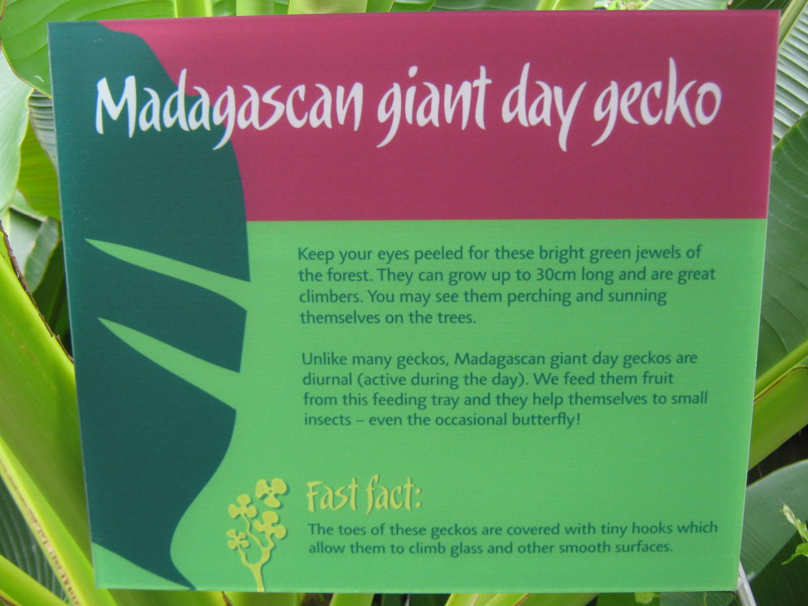 day gecko signage