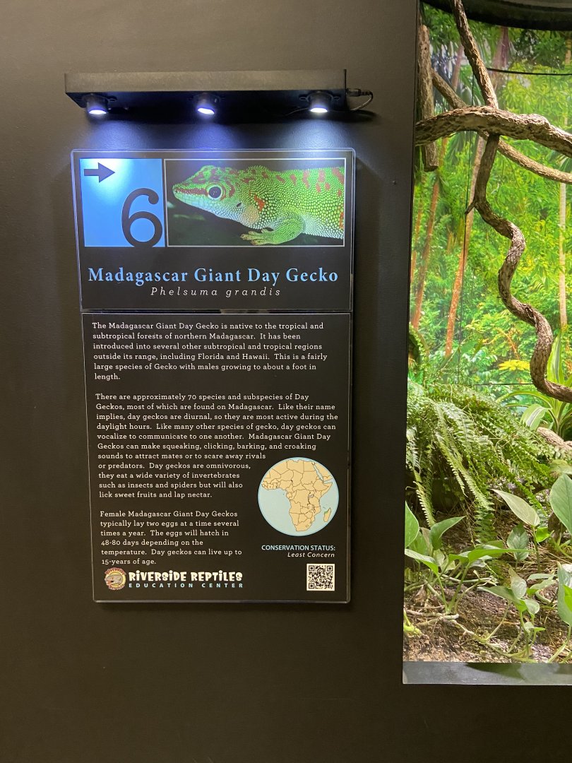 Day Gecko Signage