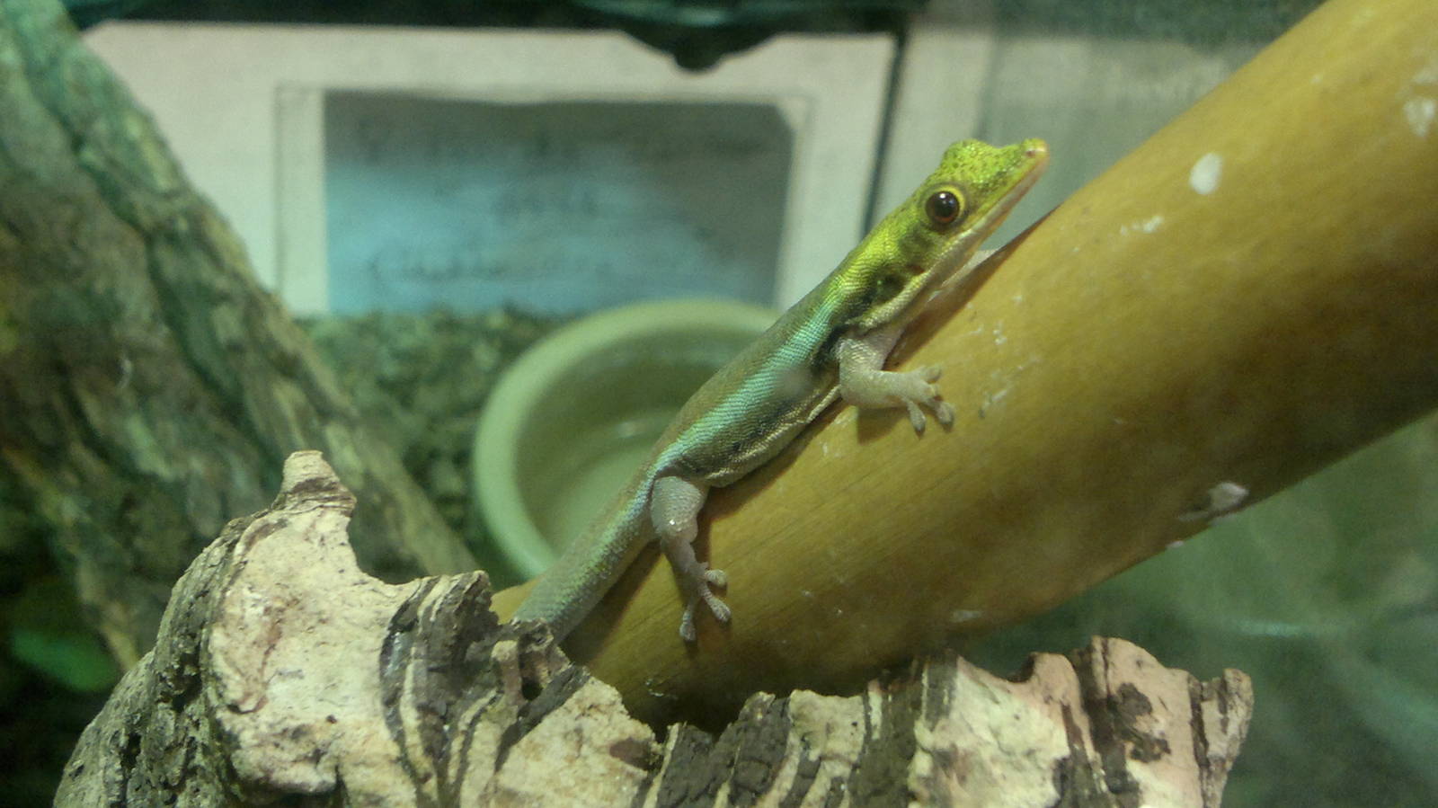 Day gecko sp? 15/3/12