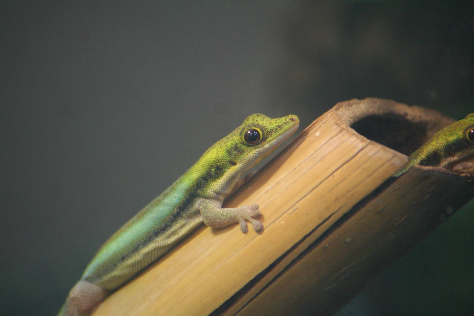 Day gecko sp?