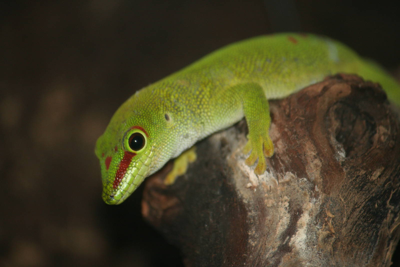 Day gecko
