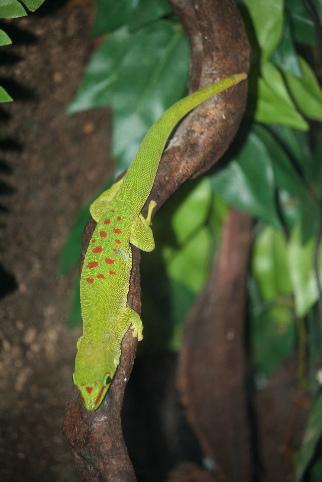 Day gecko