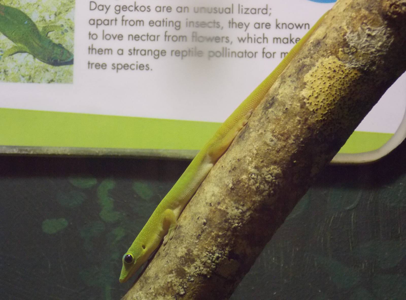 Day Gecko