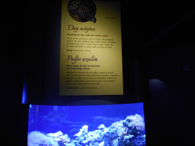 Day octopus exhibit