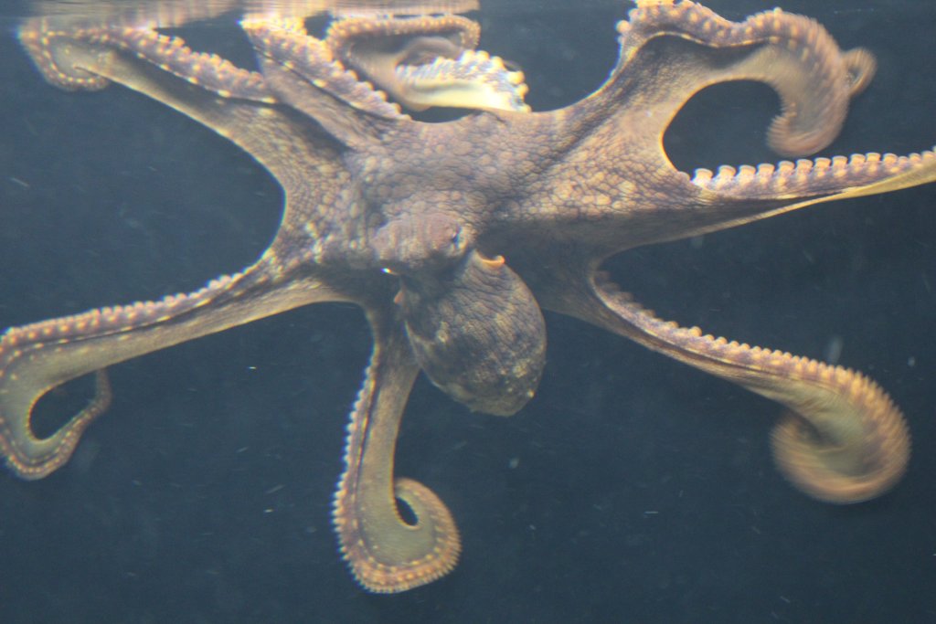 Day Octopus (Octopus cyanea)