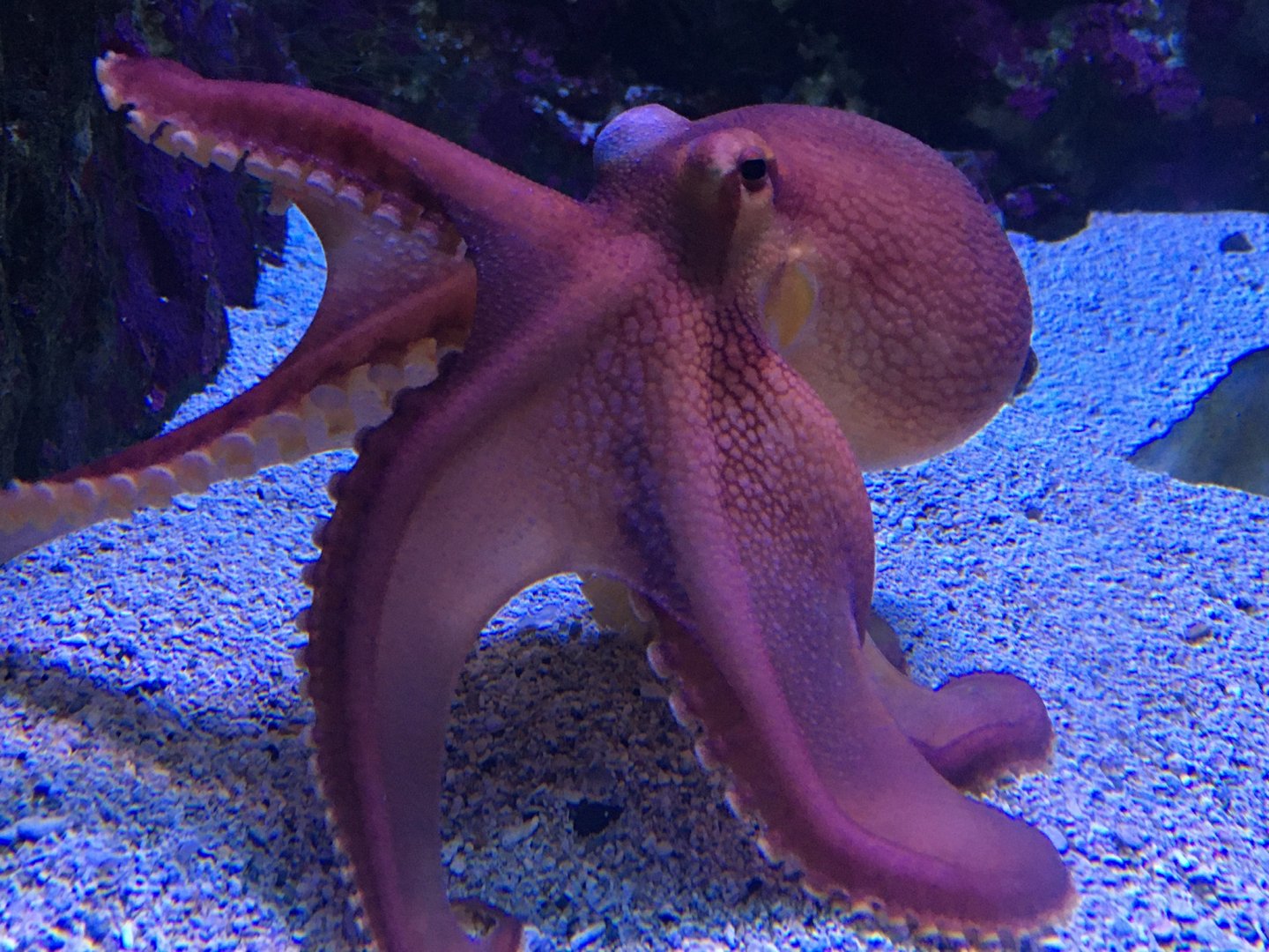 Day Octopus (Octopus cyanea)