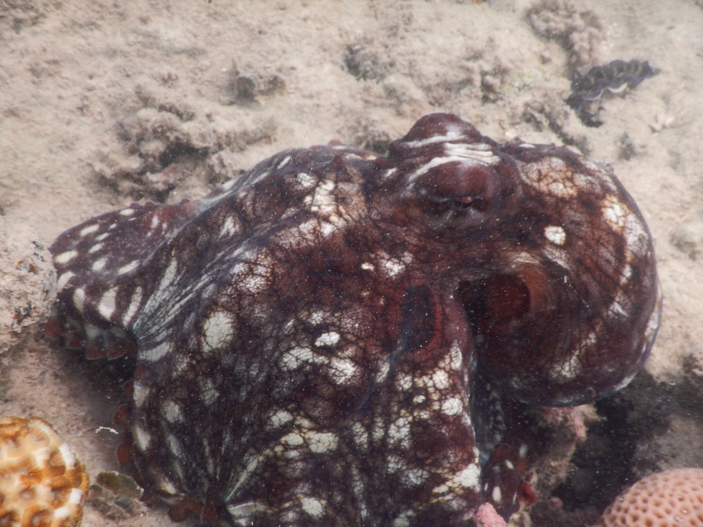 Day Octopus (Octopus cyanea)