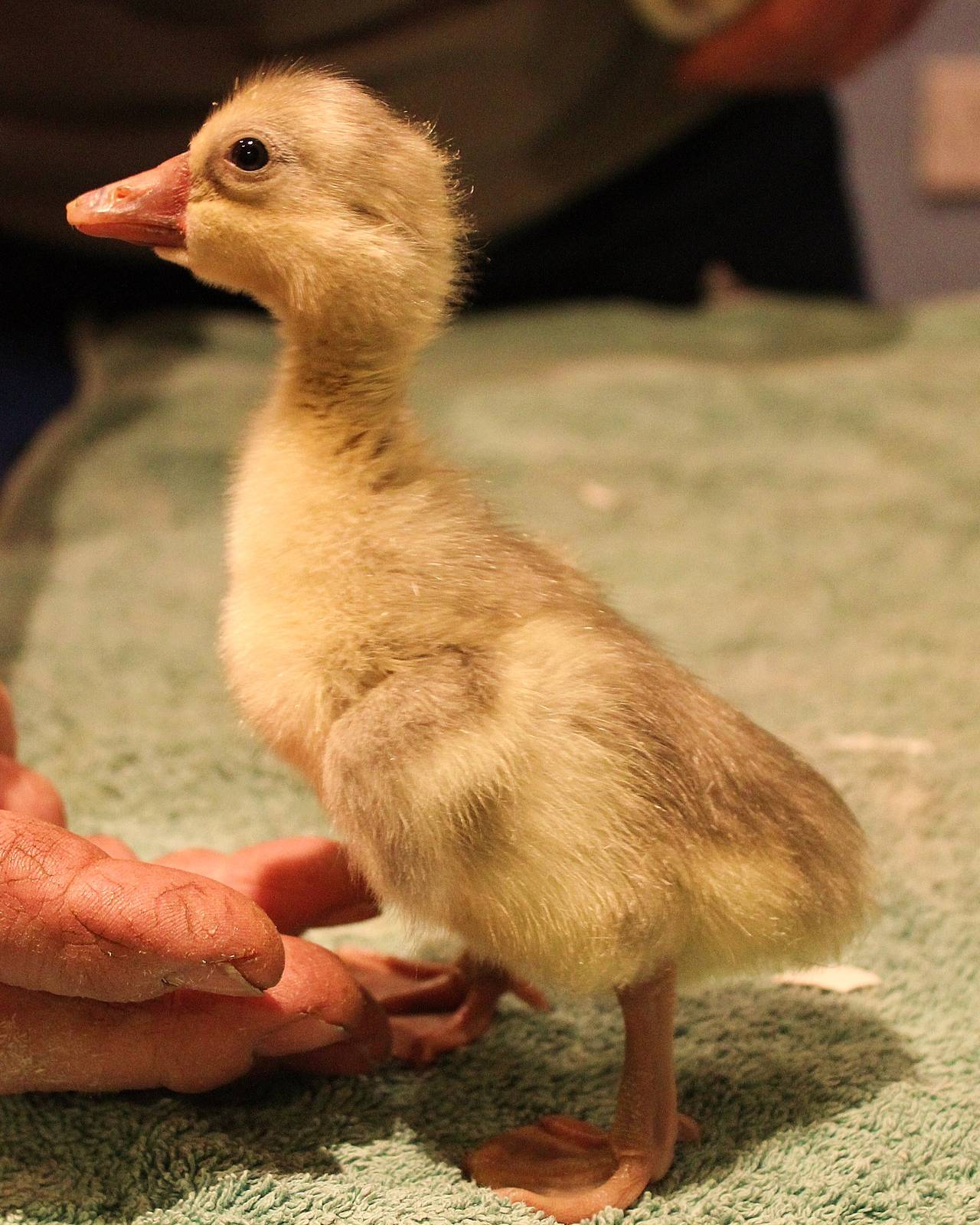 Day old Chinese Gosling