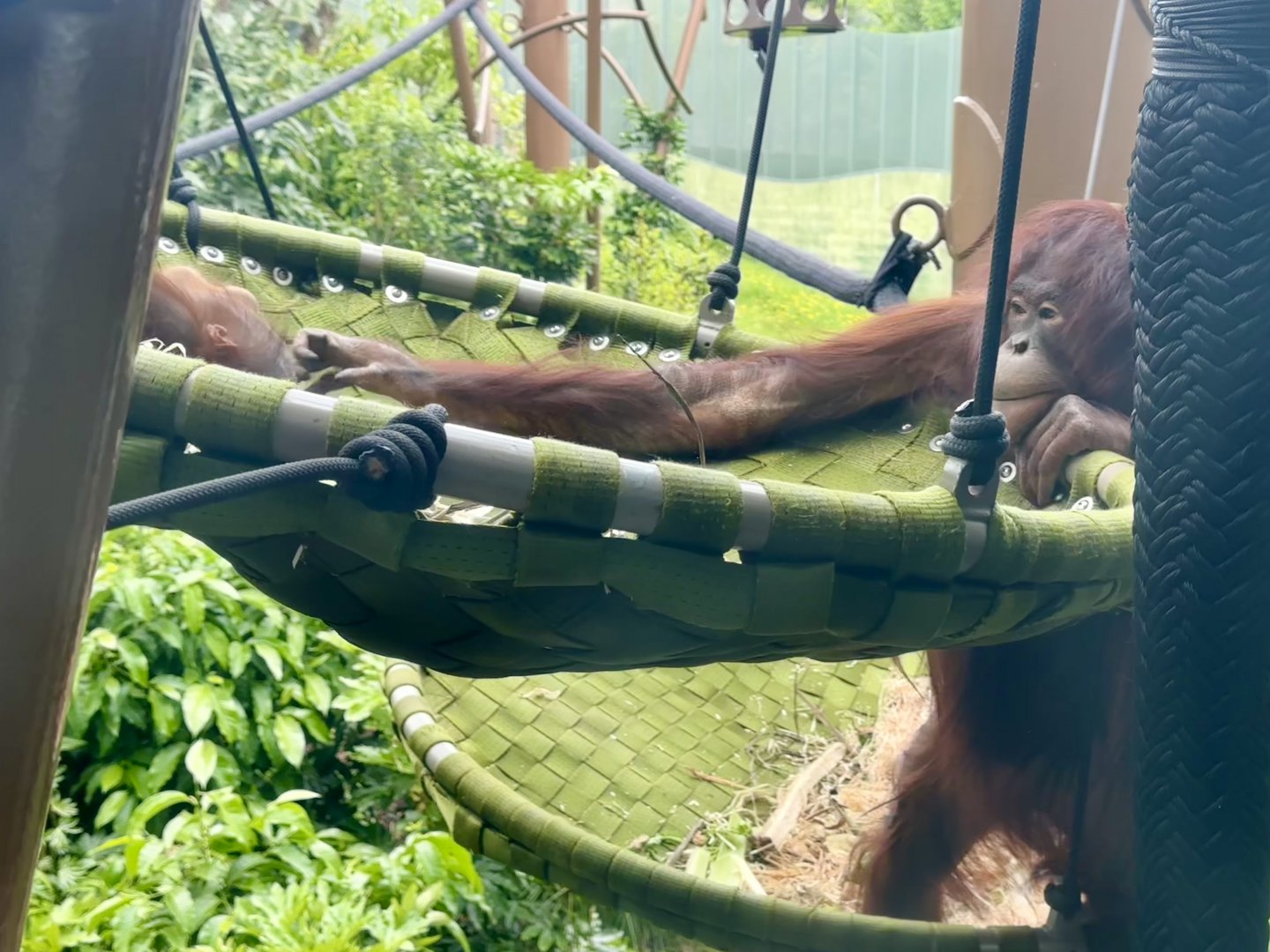 Daya and Bahmi Interacting (Bornean Orangutans)