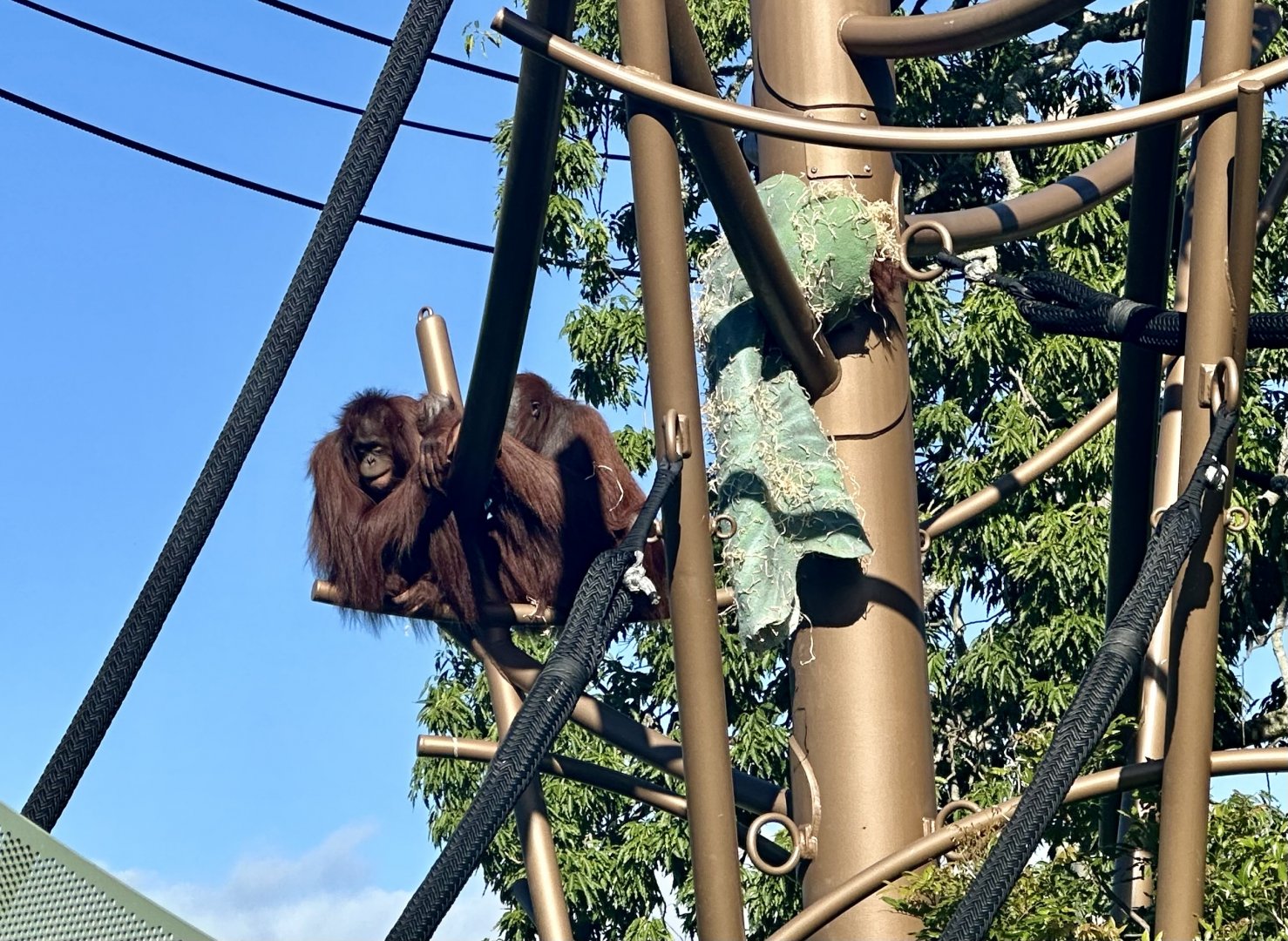 Daya and Melur (Bornean Orangutan)