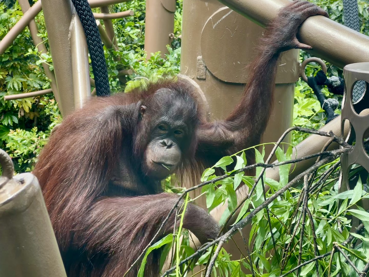 Daya (Bornean Orangtuan)