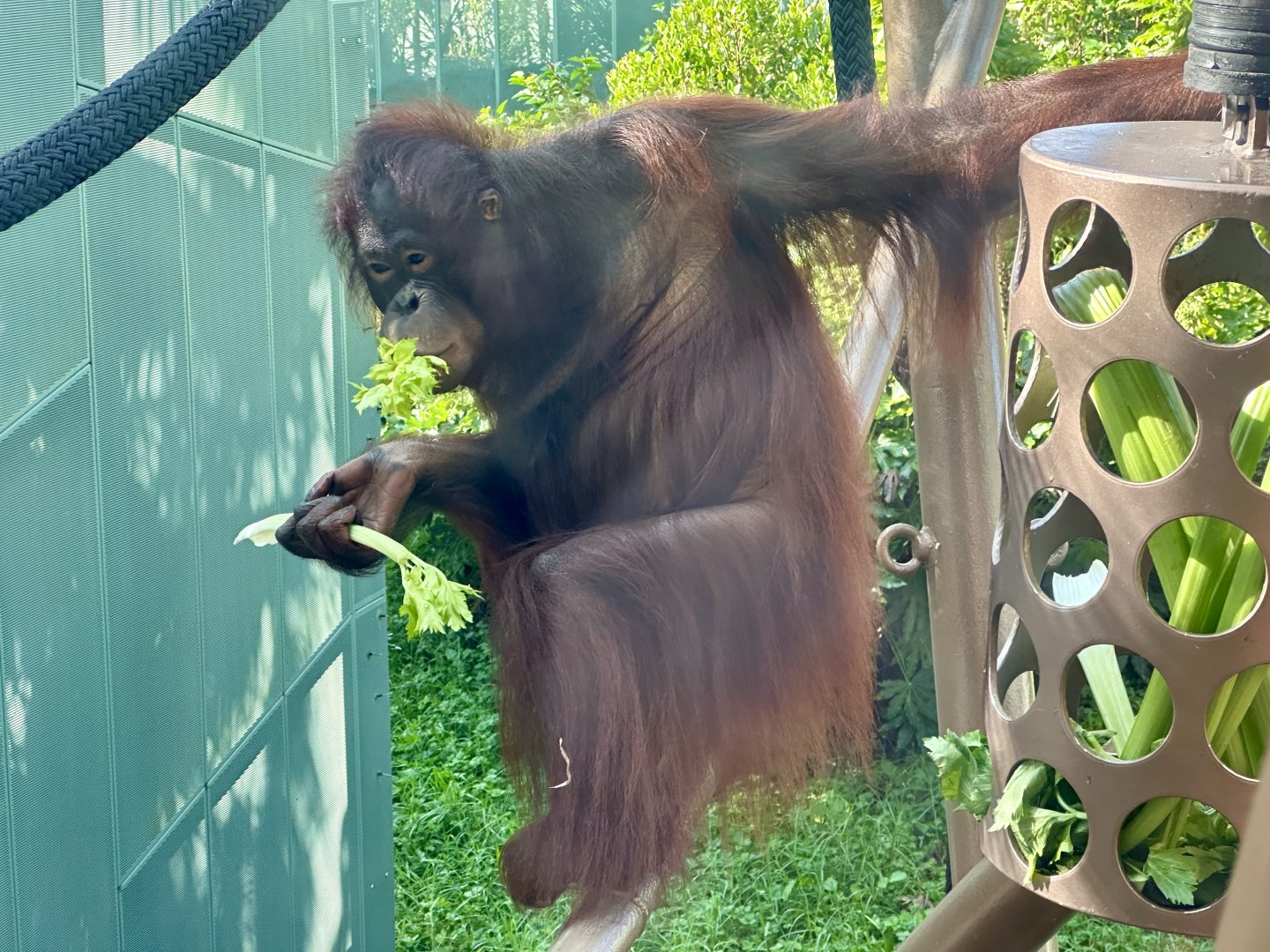 Daya (Bornean Orangutan) - 13th Birthday