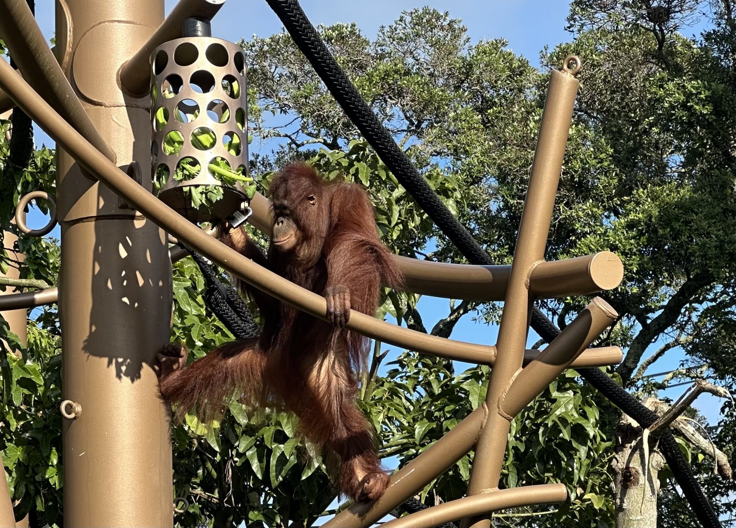 Daya (Bornean Orangutan) - 13th Birthday