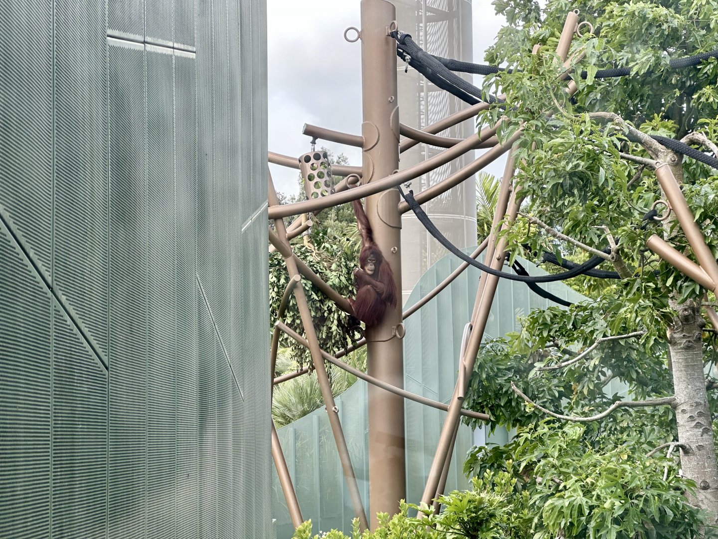 Daya (Bornean Orangutan)