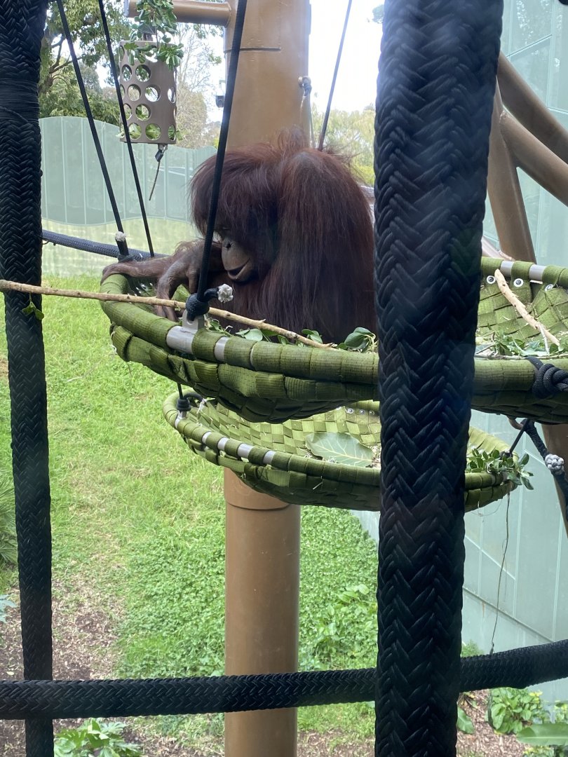 Daya - Bornean Orangutan