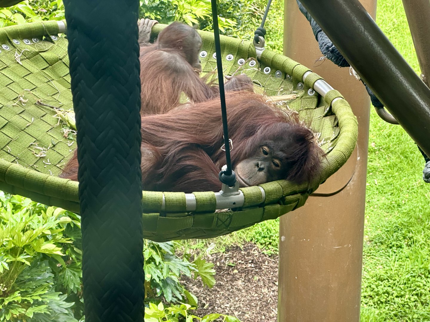 Daya (Bornean Orangutan)