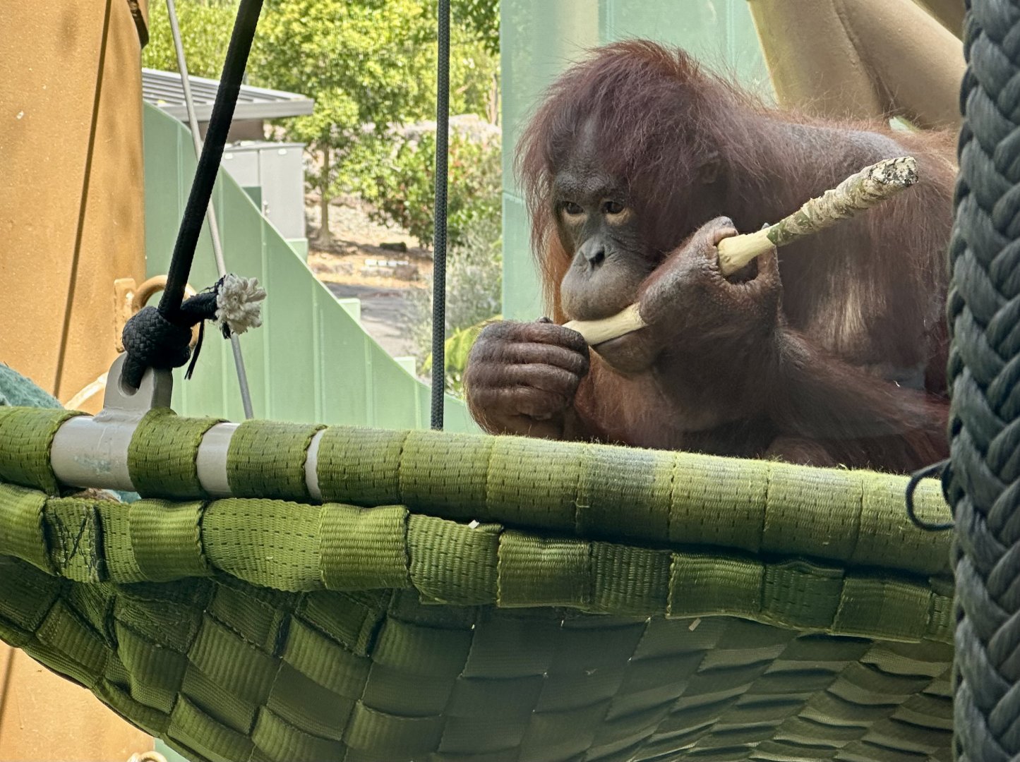 Daya (Bornean Orangutan)