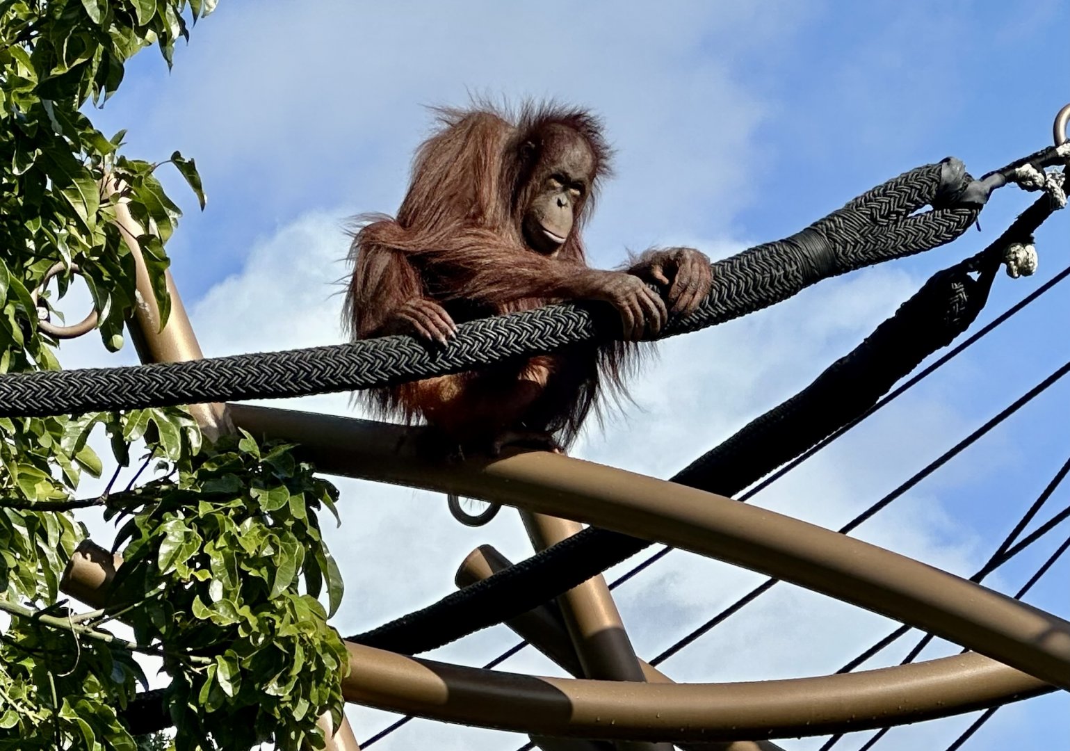 Daya (Bornean Orangutan)
