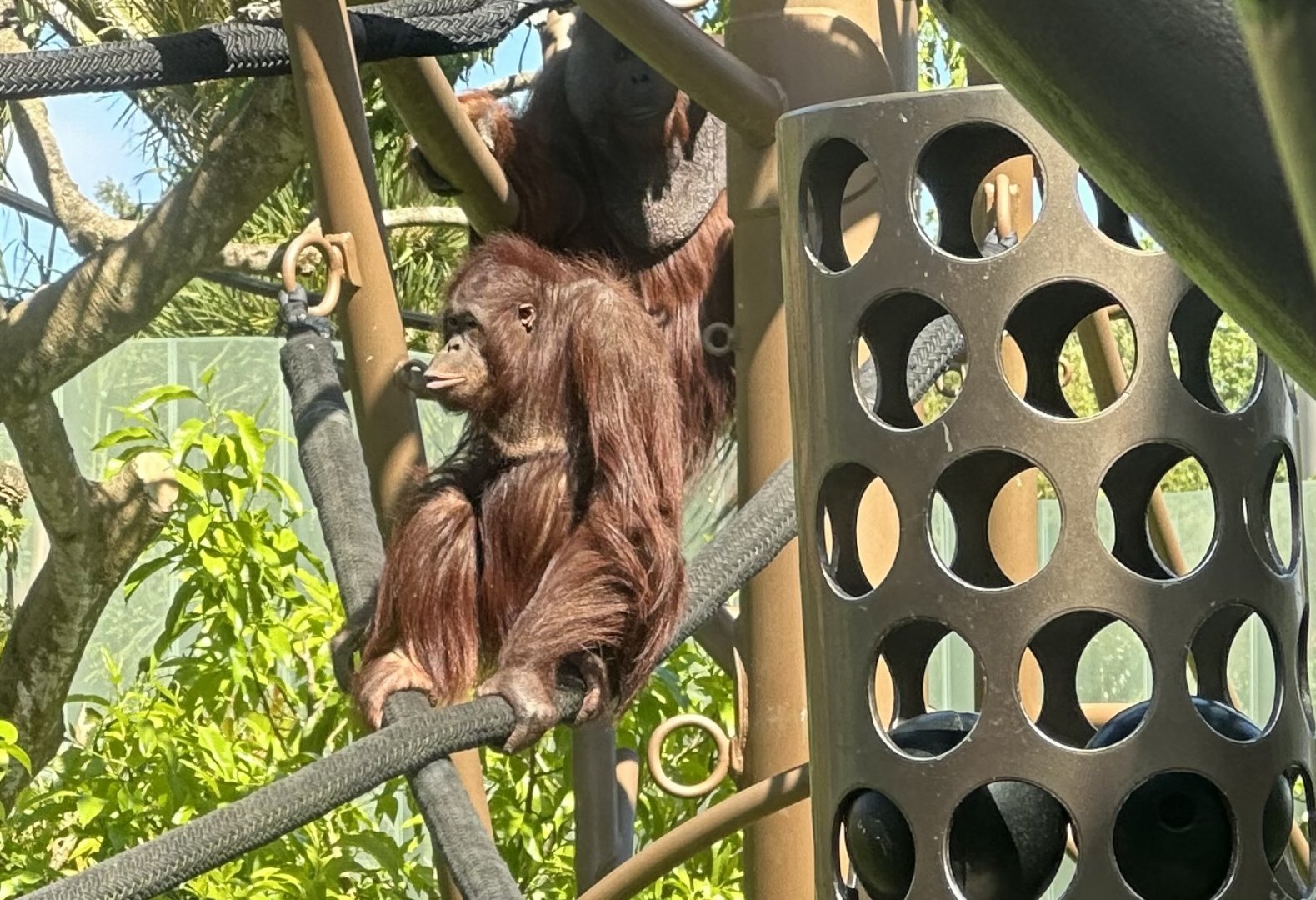 Daya (Bornean Orangutan)