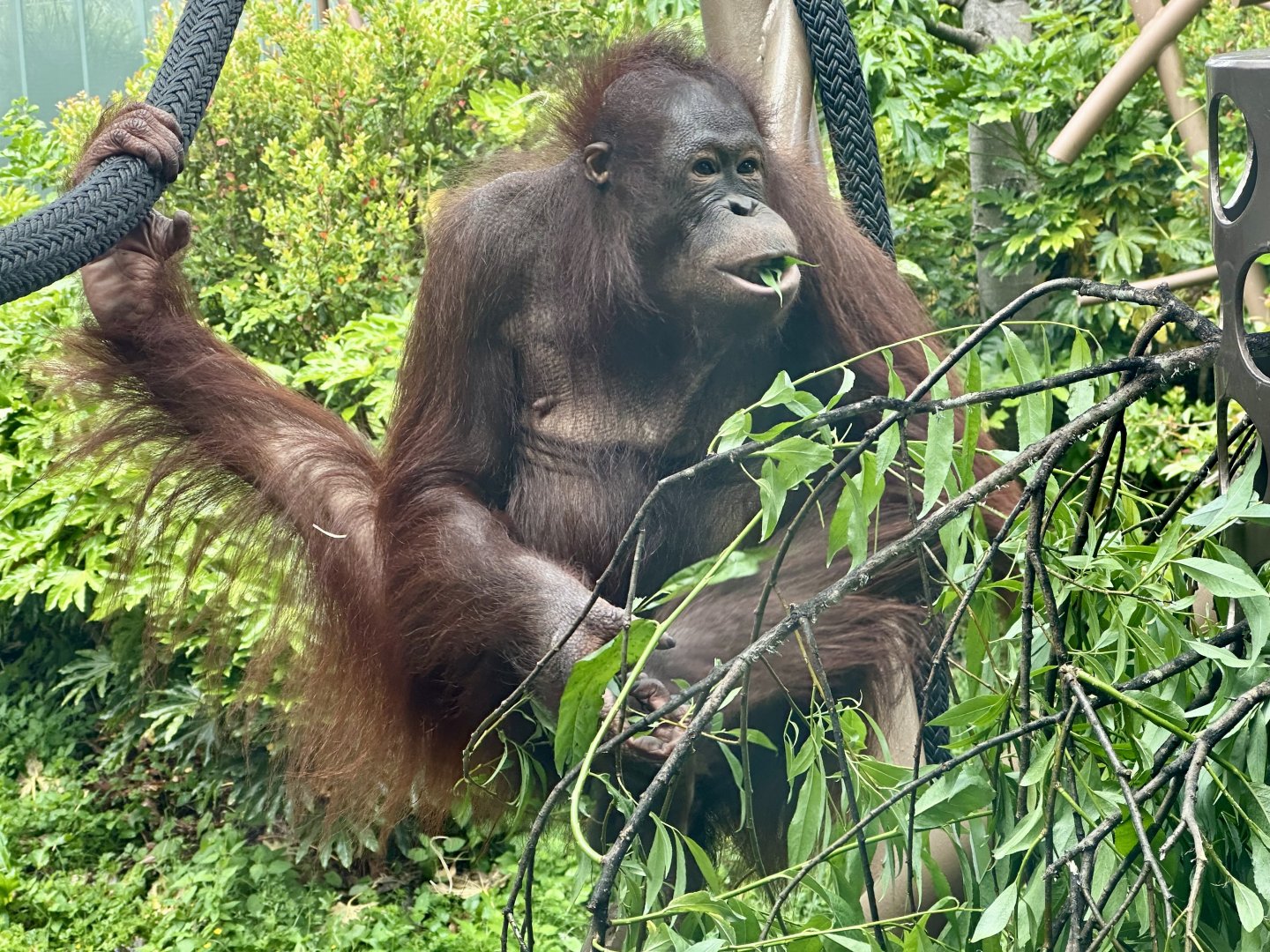 Daya (Bornean Orangutan)