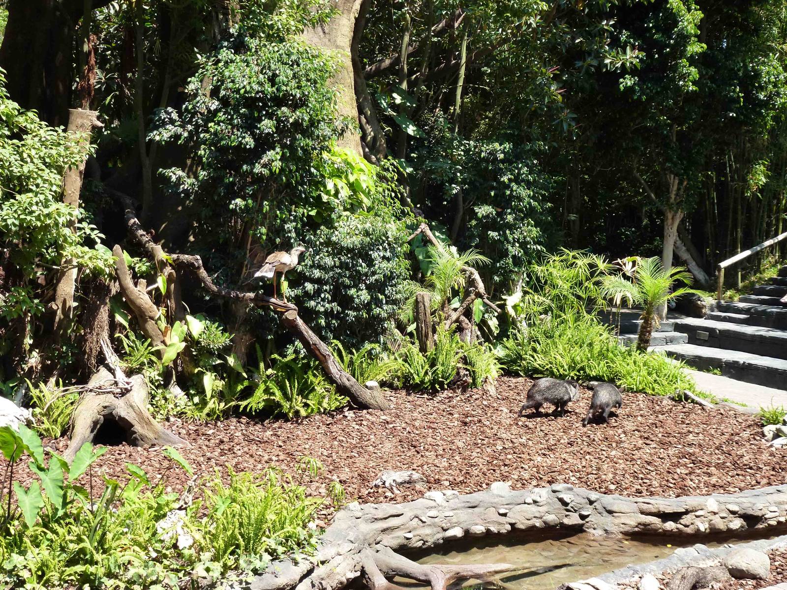 Daytime show, July 2013.