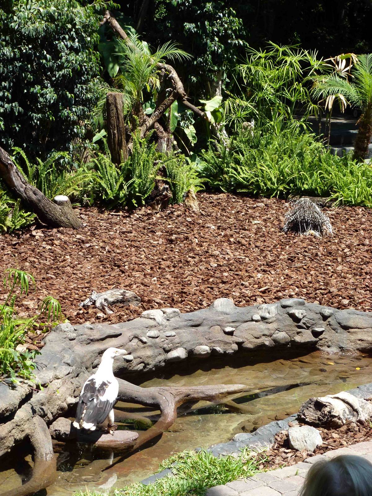 Daytime show, July 2013.