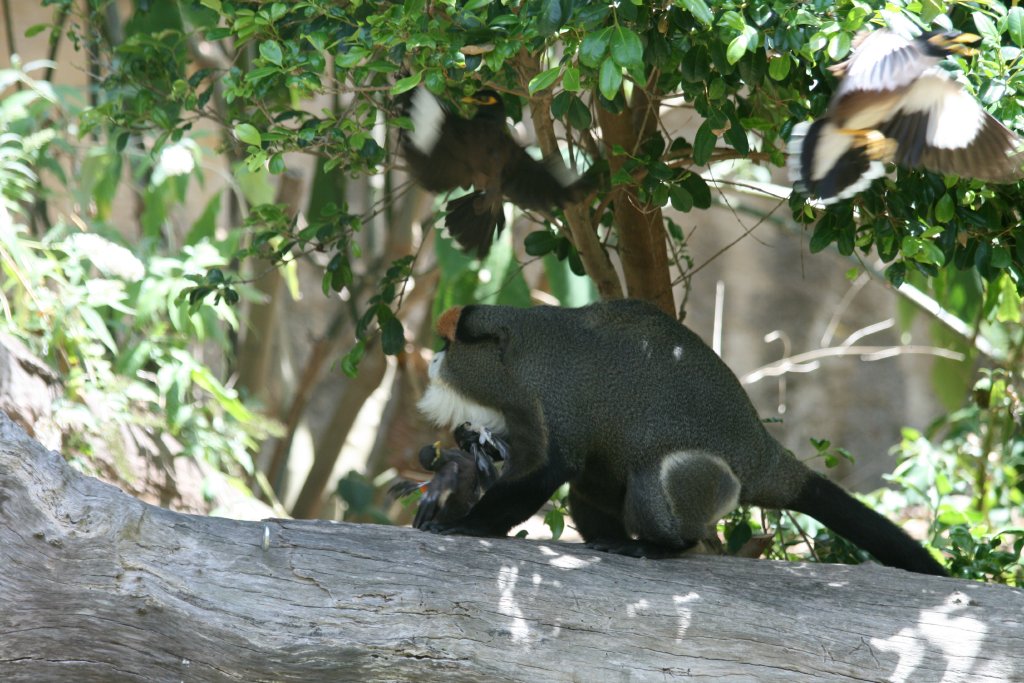 De Brazza Guenon being attacked by Indian Mynahs