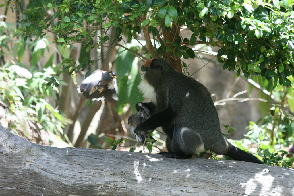 De Brazza Guenon being attacked by Indian Mynahs