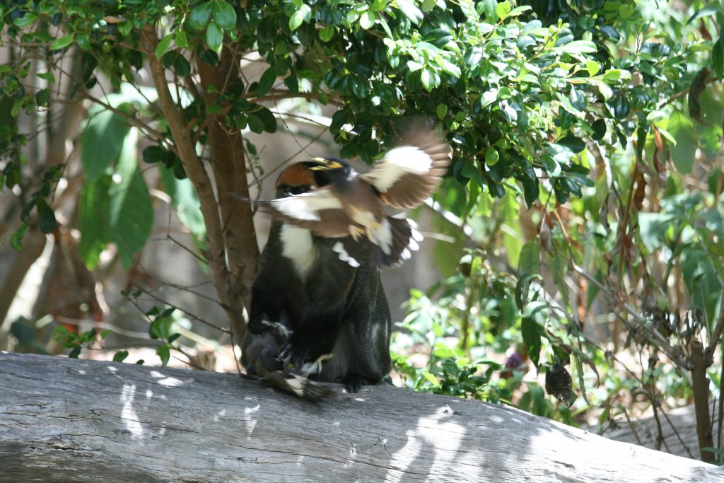 De Brazza Guenon being attacked by Indian Mynahs