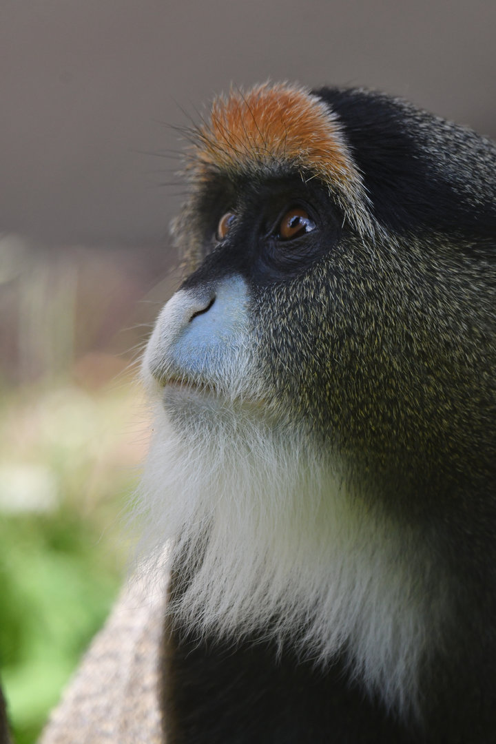 De Brazza guenon Cercopithecus neglectus