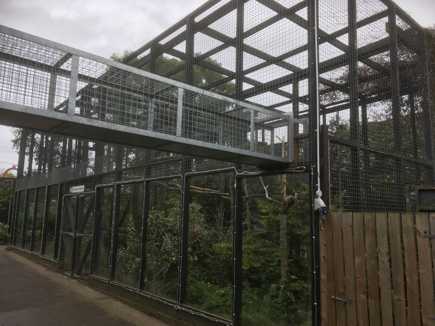 De brazza guenon enclosure