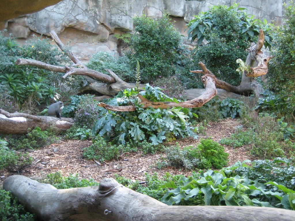 De Brazza Guenon exhibit