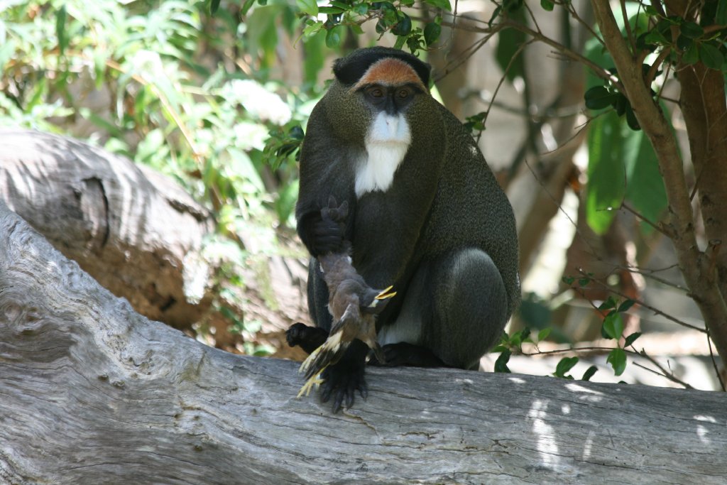De Brazza Guenon with indian mynah
