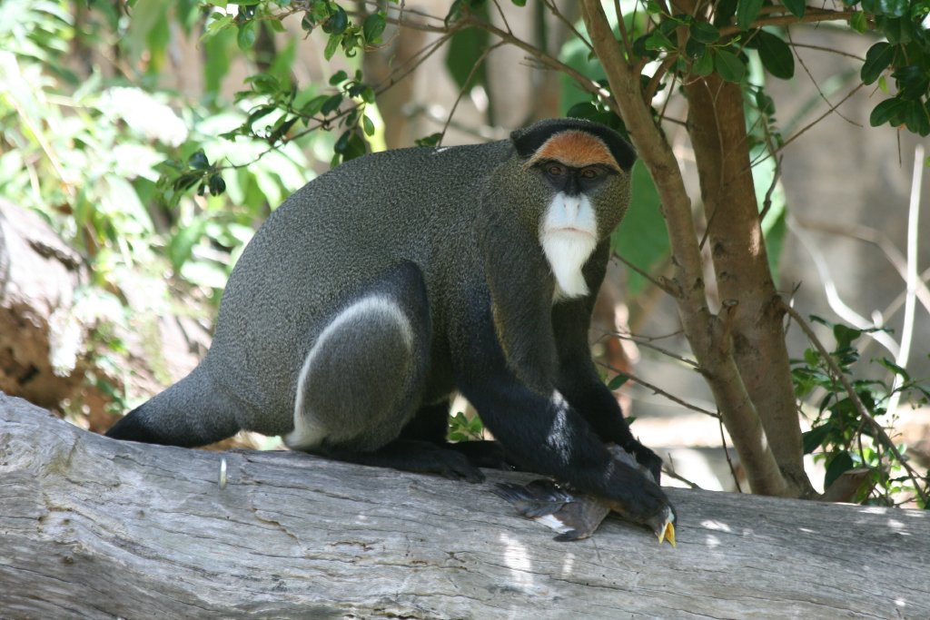 De Brazza Guenon with indian mynah