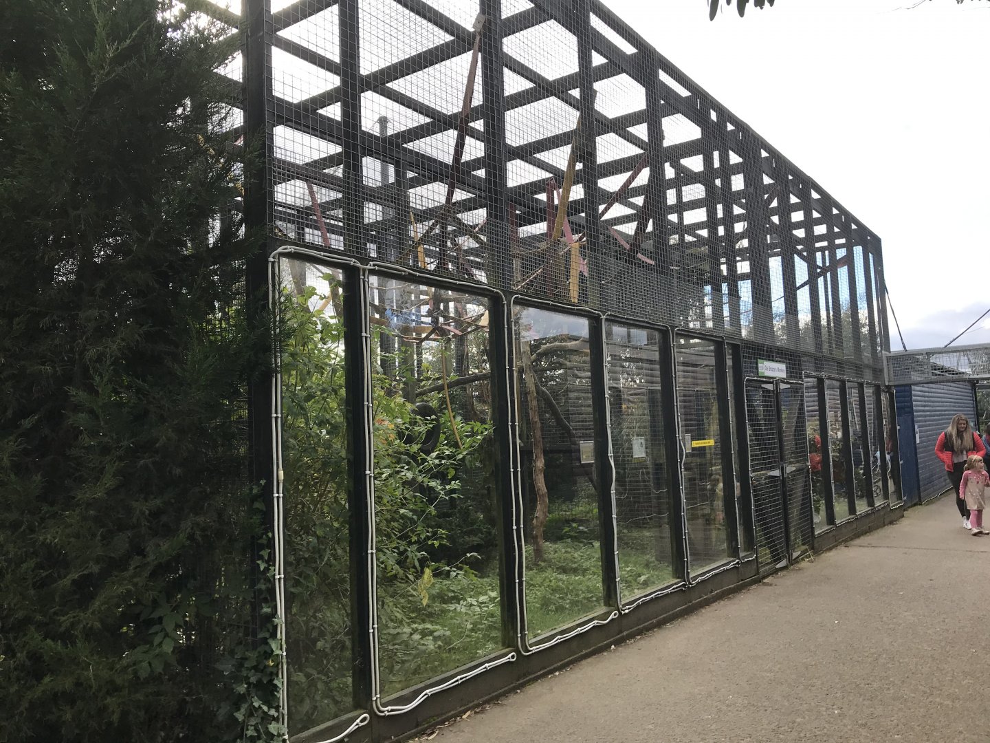 De brazza guneon enclosure