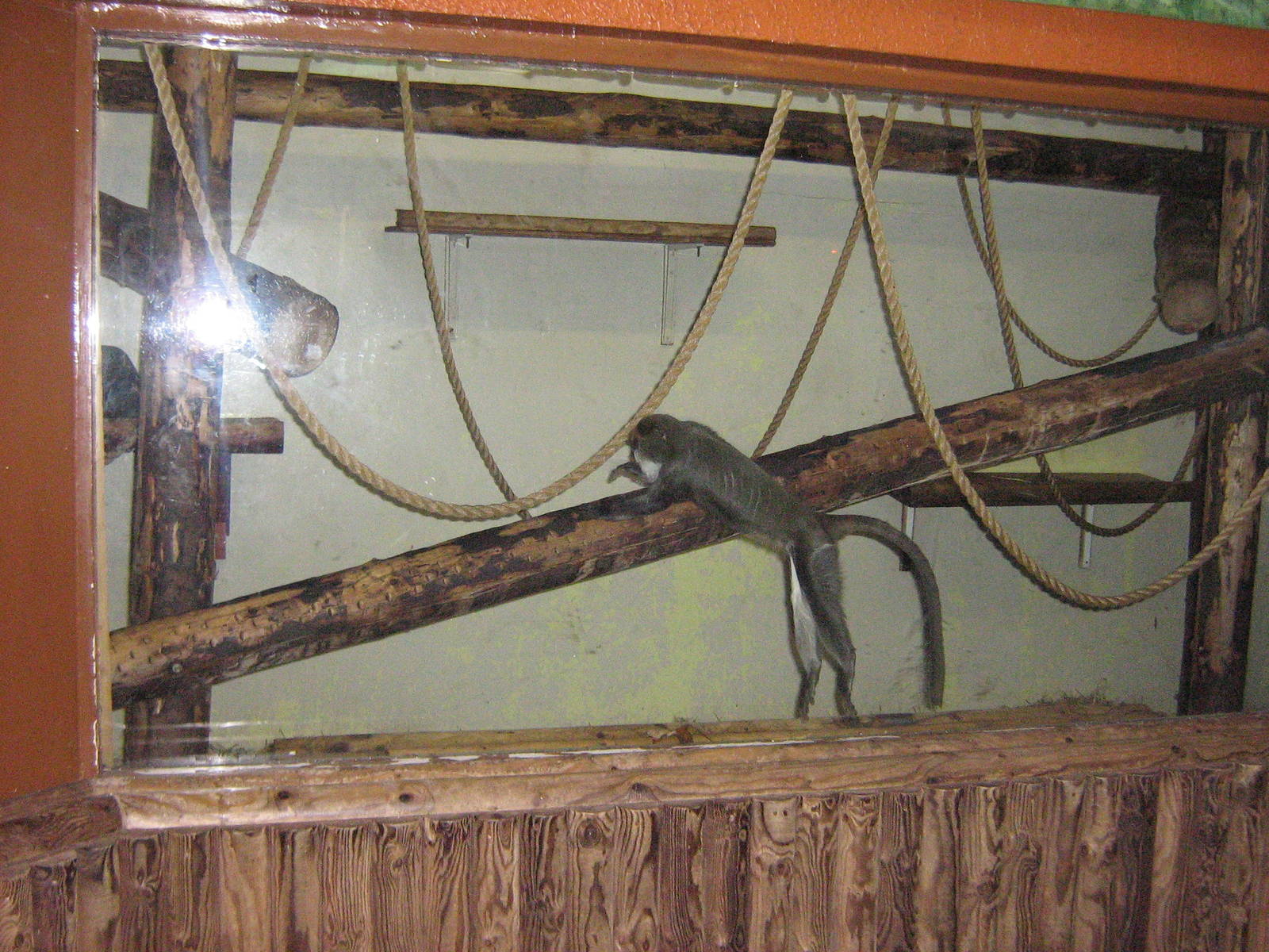 De Brazza Indoor Enclosure.