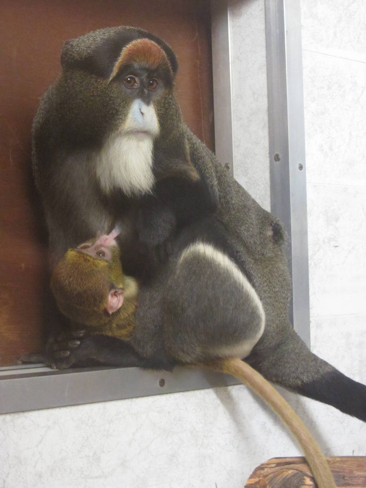 De Brazza Monkey and Baby