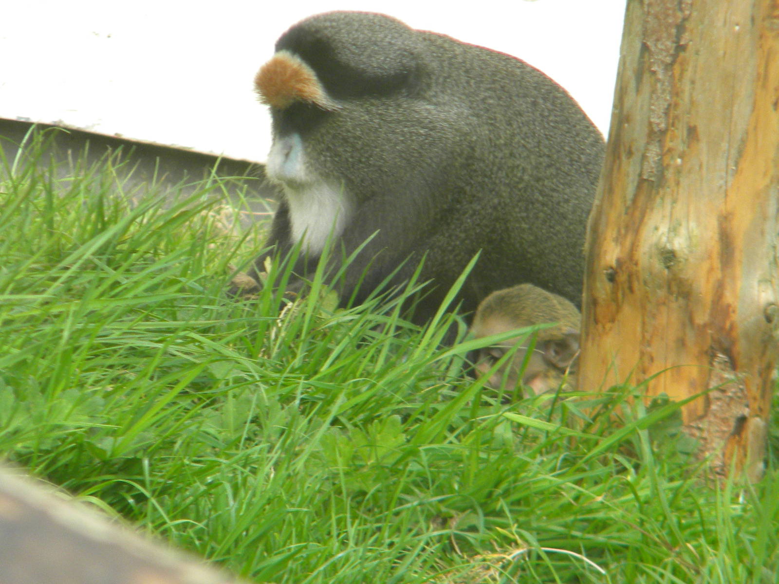 De Brazza Monkey at Blackpool Zoo 14/05/11